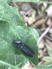 Melanactes densus