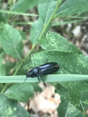 Melanactes densus
