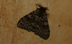 Lymantria aryama