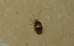 Monolepta orientalis