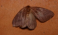 Palirisa cervina