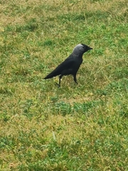 Corvus monedula