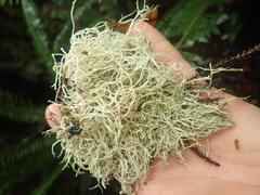 Ramalina erumpens