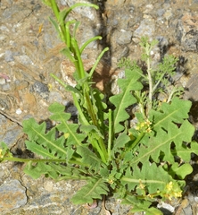 Sisymbrium runcinatum