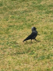 Corvus monedula