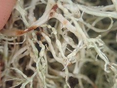 Ramalina erumpens