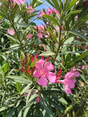 Nerium oleander