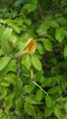 Vicia grandiflora