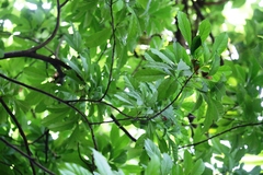 Dysoxylum parasiticum