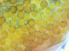 Puccinia recondita