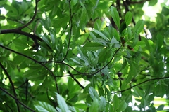 Dysoxylum parasiticum