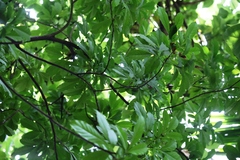 Dysoxylum parasiticum