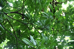 Dysoxylum parasiticum