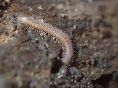Apterourus