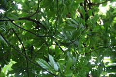 Dysoxylum parasiticum
