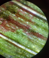 Puccinia recondita