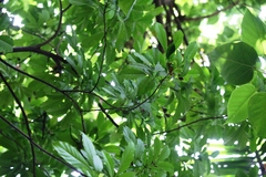 Dysoxylum parasiticum