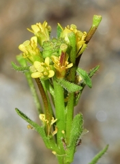 Sisymbrium runcinatum