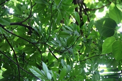 Dysoxylum parasiticum