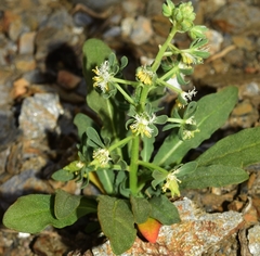 Reseda phyteuma collina