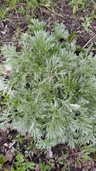 Artemisia absinthium