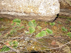 Streptocarpus davyi