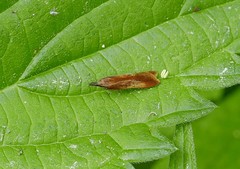 Dichomeris ustalella