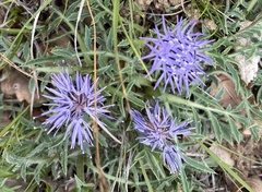 Carthamus mitissimus