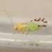 Mesquite Psyllid - Photo (c) Alex Bairstow, some rights reserved (CC BY-NC), uploaded by Alex Bairstow