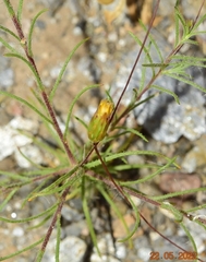 Leysera leyseroides