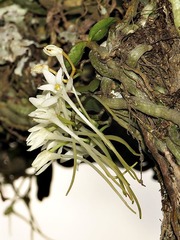 Mystacidium venosum image