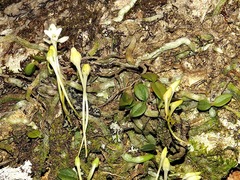 Mystacidium venosum image