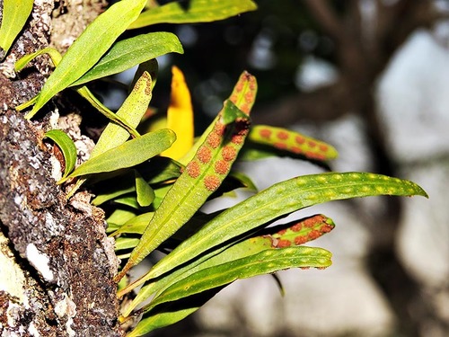 Pleopeltis macrocarpa image