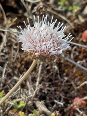 Jasione maritima