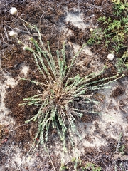 Jasione maritima