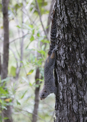 Heliosciurus mutabilis