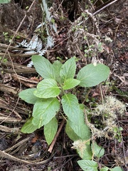 Lobelia physaloides
