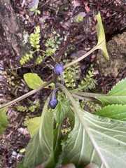 Lobelia physaloides