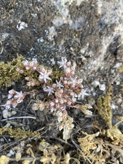 Sedum anglicum