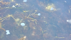 Scyphozoa
