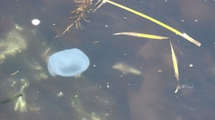 Scyphozoa