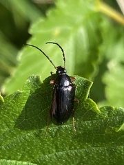 Gonodera luperus