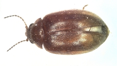 Contacyphon variabilis