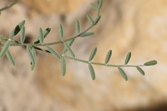 Astragalus remotus