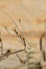 Astragalus remotus