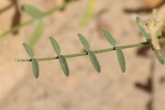 Astragalus remotus
