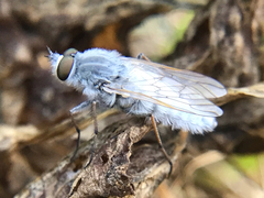 Acrosathe annulata