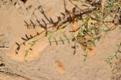 Astragalus remotus