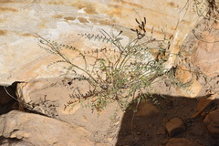 Astragalus remotus