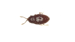 Atomaria analis